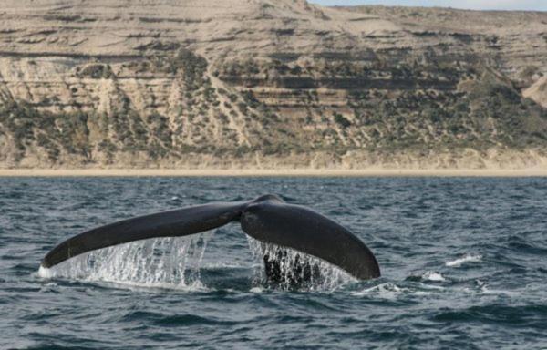 Del Nomade Hosteria Ecologica Puerto Pirámides Kültér fotó