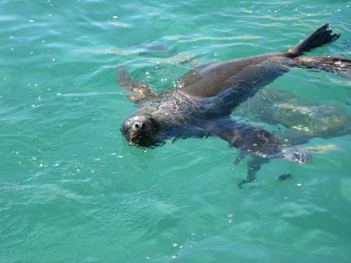 Del Nomade Hosteria Ecologica Puerto Pirámides Kültér fotó